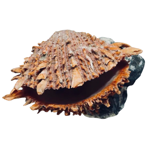 Ejemplar de Spondylus princeps